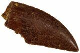Serrated, Raptor Tooth - Real Dinosaur Tooth #295984-1
